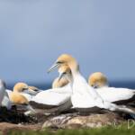 Australasian Gannet (Morus serrator)