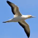 Australasian Gannet (Morus serrator)