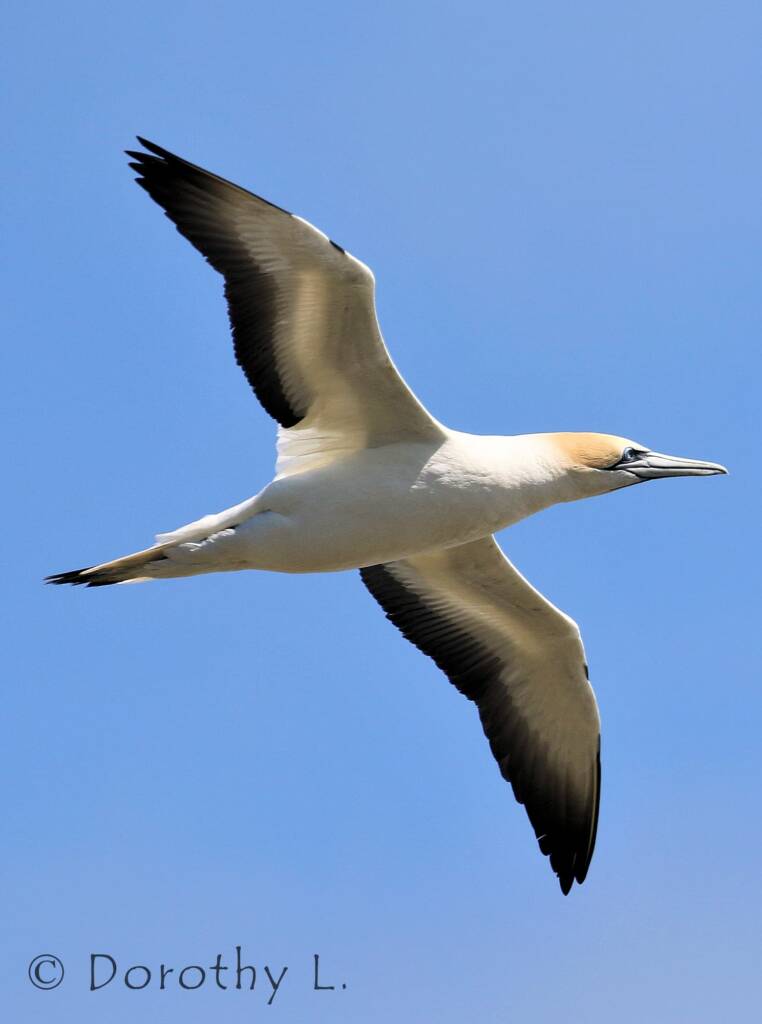 Australasian Gannet (Morus serrator)