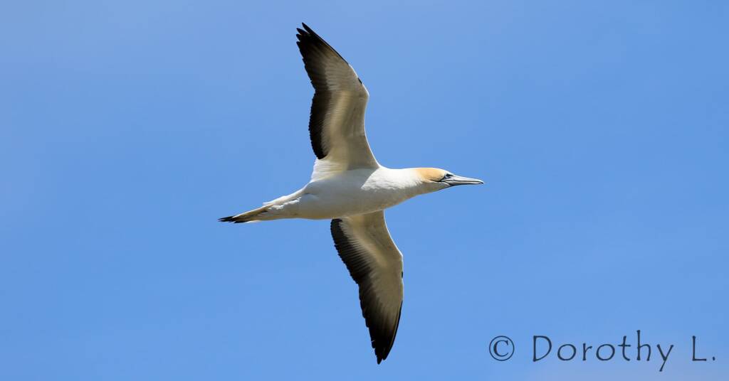 Australasian Gannet (Morus serrator)