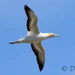 Australasian Gannet (Morus serrator)