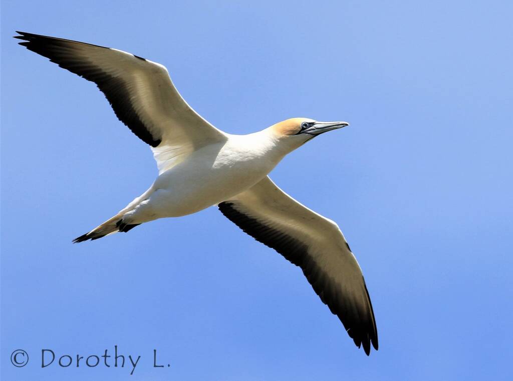 Australasian Gannet (Morus serrator)