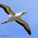 Australasian Gannet (Morus serrator)