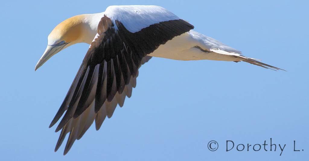 Australasian Gannet (Morus serrator)