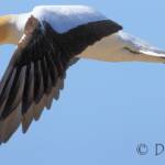Australasian Gannet (Morus serrator)