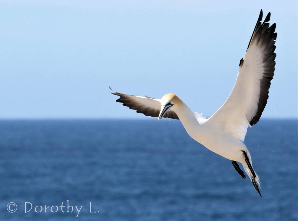 Australasian Gannet (Morus serrator)