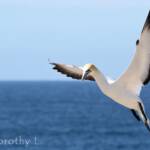 Australasian Gannet (Morus serrator)