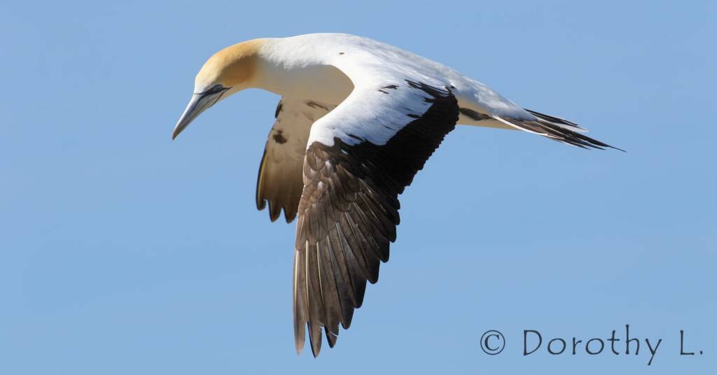Australasian Gannet (Morus serrator)