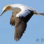 Australasian Gannet (Morus serrator)