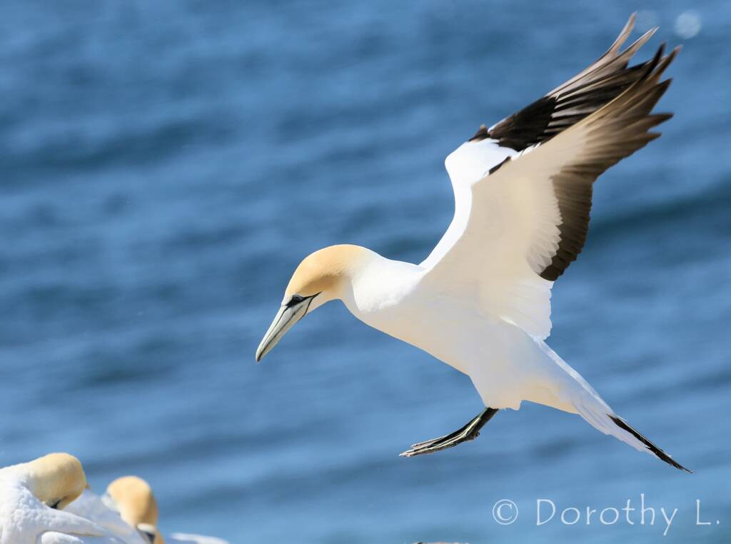 Australasian Gannet (Morus serrator)
