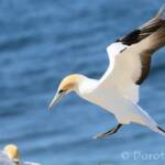 Australasian Gannet (Morus serrator)