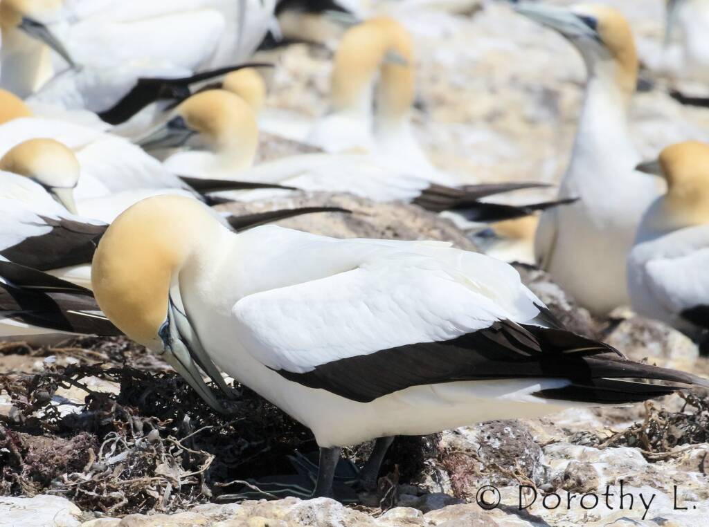 Australasian Gannet (Morus serrator)