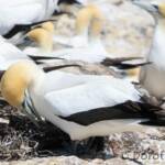 Australasian Gannet (Morus serrator)