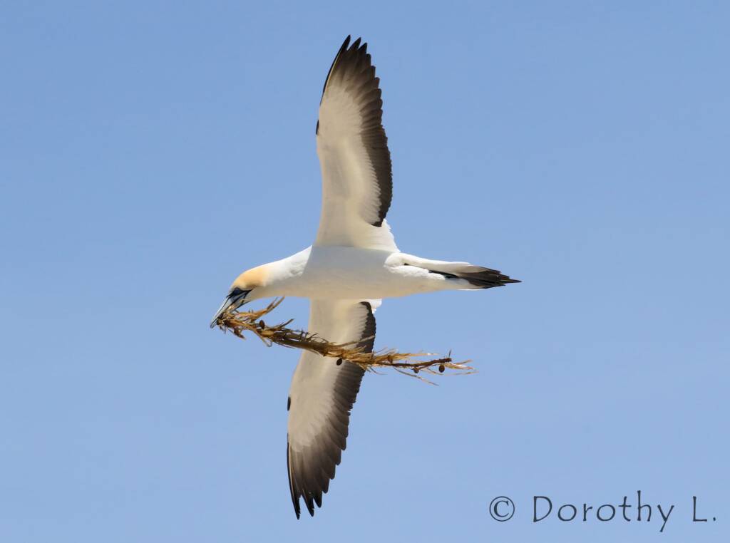 Australasian Gannet (Morus serrator)