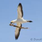 Australasian Gannet (Morus serrator)