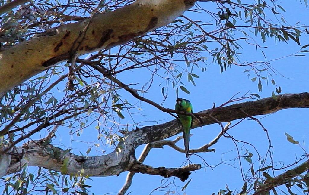 Australian Ringneck in the Giant Red Gum (Eucalyptus camaldulensis), Orroroo, SA