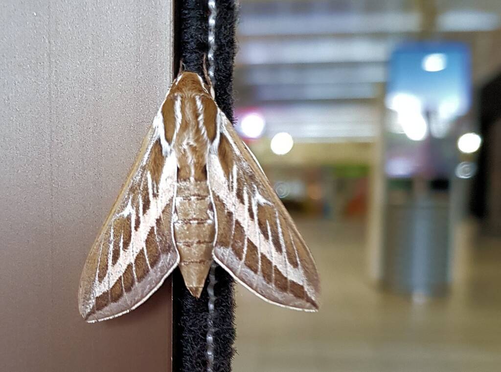 Australian Striped Hawk Moth (Hyles livornicoides)