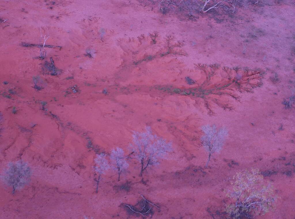 Tree in the landscape, Alice Springs, Central Australia