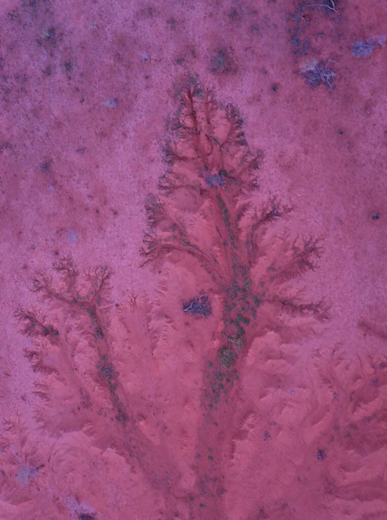 Tree in the landscape, Alice Springs, Central Australia