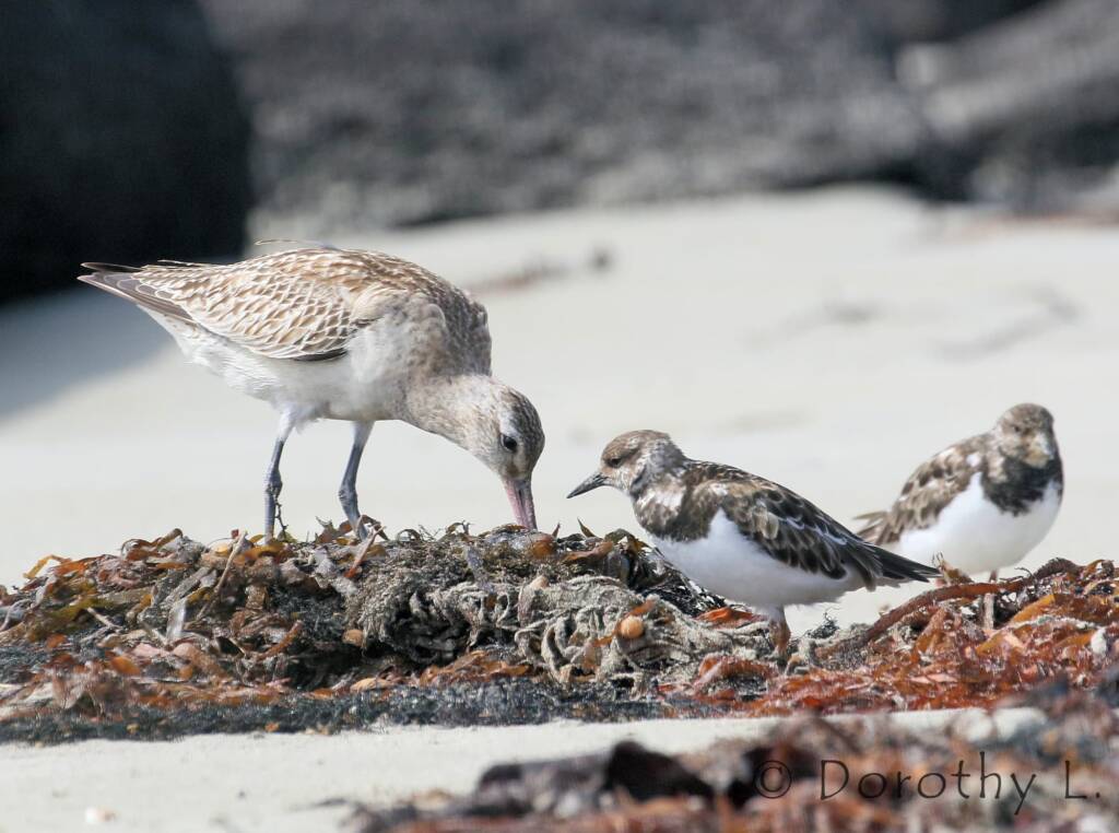 Bar-tailed Godwit (Limosa lapponica)