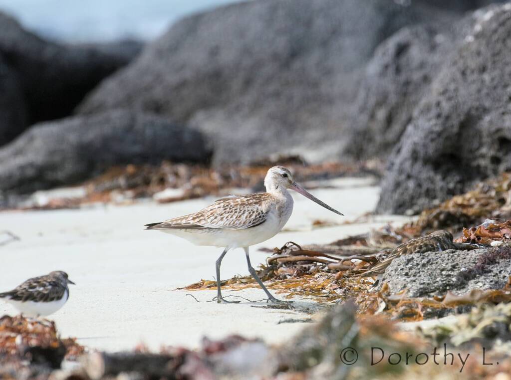 Bar-tailed Godwit (Limosa lapponica)