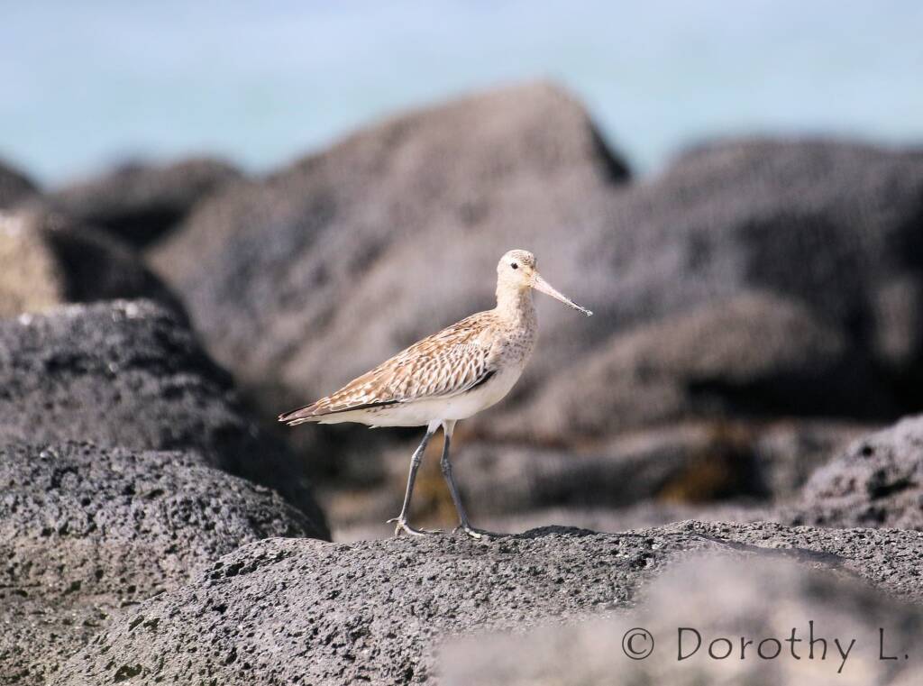Bar-tailed Godwit (Limosa lapponica)