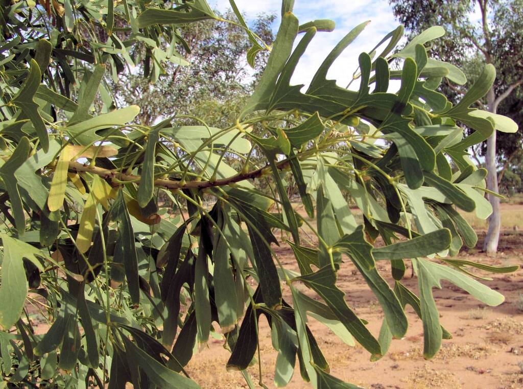 Bat's Wing Coral Tree (Erythrina vespertilio)