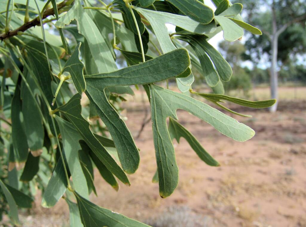 Bat's Wing Coral Tree (Erythrina vespertilio)
