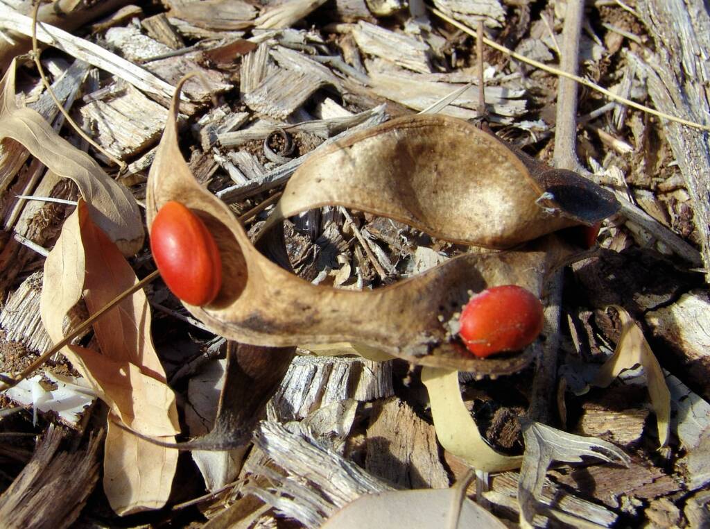 Bat's Wing Coral Tree (Erythrina vespertilio)