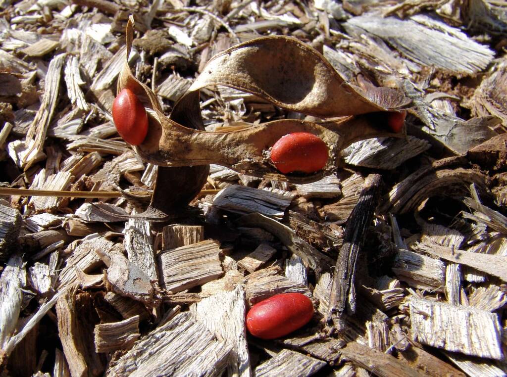Bat's Wing Coral Tree (Erythrina vespertilio)
