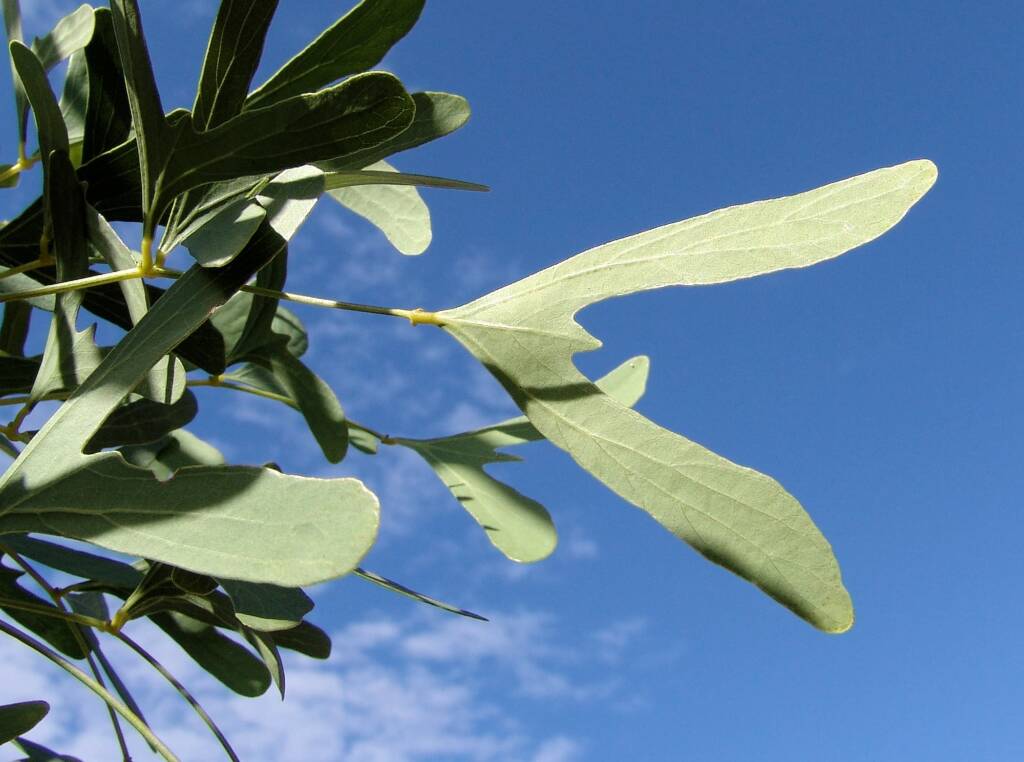 Bat's Wing Coral Tree (Erythrina vespertilio)