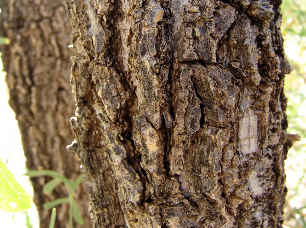 Bat's Wing Coral Tree (Erythrina vespertilio)