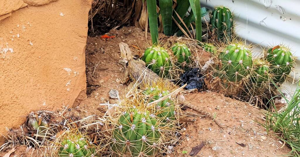 Central Bearded Dragon (Pogona vitticeps)