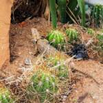 Central Bearded Dragon (Pogona vitticeps)