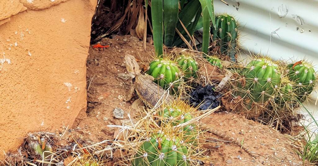 Central Bearded Dragon (Pogona vitticeps)