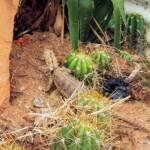 Central Bearded Dragon (Pogona vitticeps)