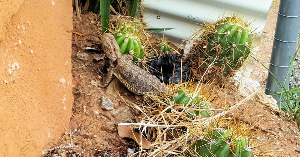 Central Bearded Dragon (Pogona vitticeps)