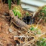 Central Bearded Dragon (Pogona vitticeps)
