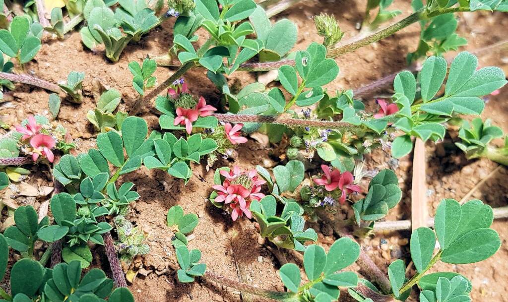 Birdsville indigo (Indigofera linnaei)