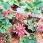 Birdsville indigo (Indigofera linnaei)