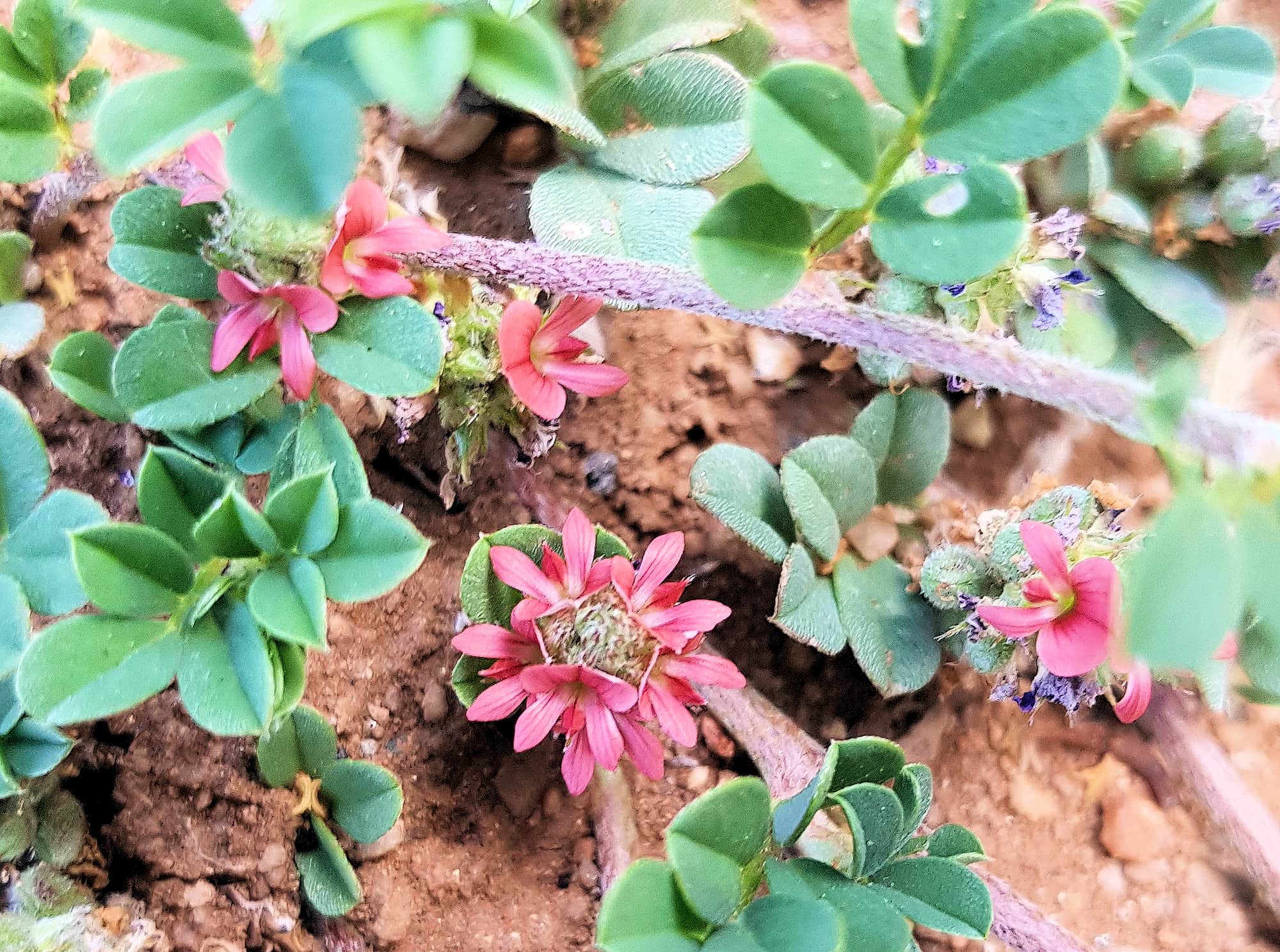 Birdsville indigo (Indigofera linnaei)