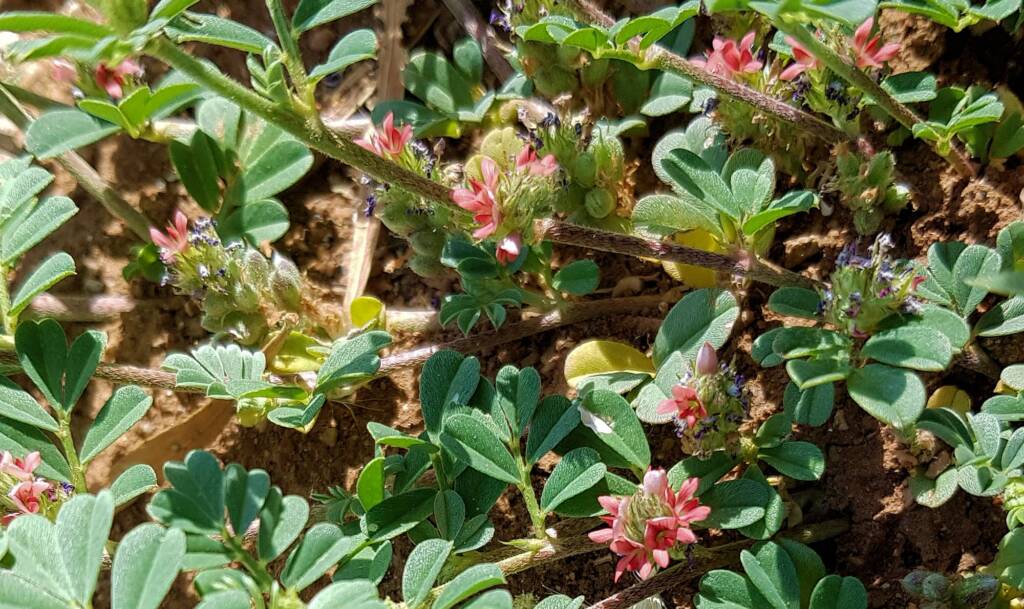 Birdsville indigo (Indigofera linnaei)