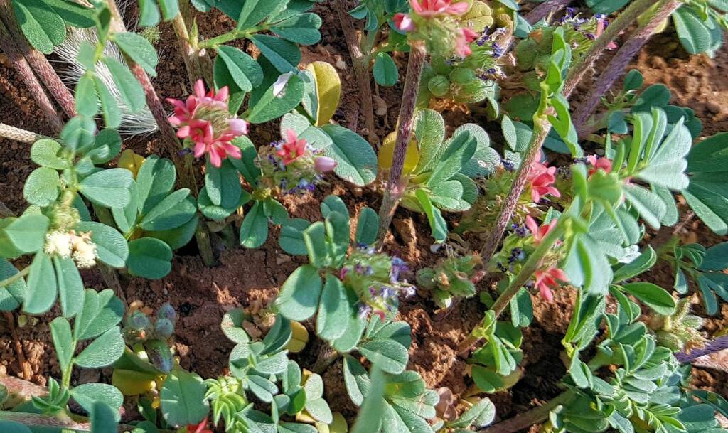 Birdsville indigo (Indigofera linnaei)