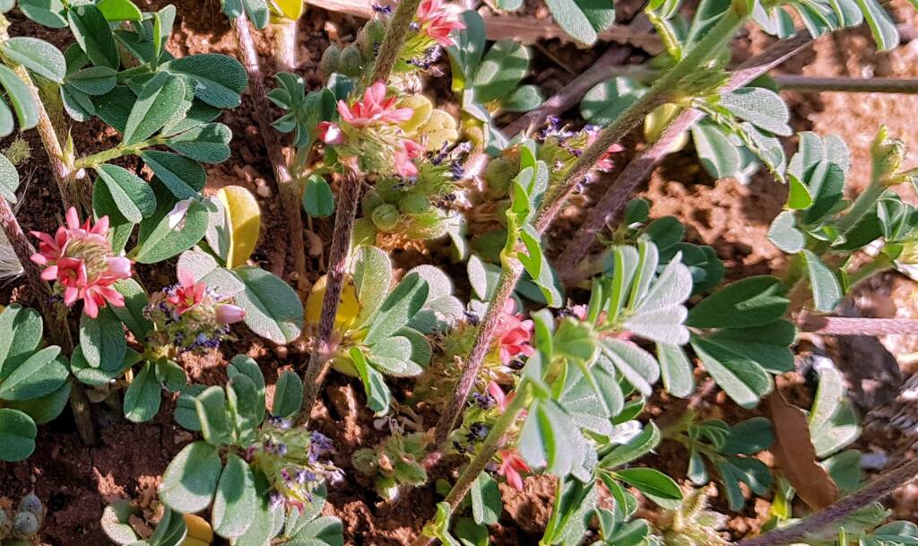Birdsville indigo (Indigofera linnaei)