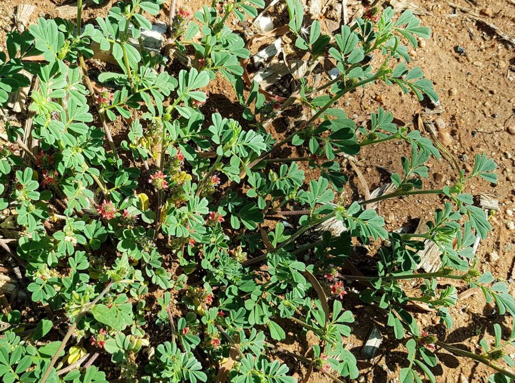Birdsville indigo (Indigofera linnaei)
