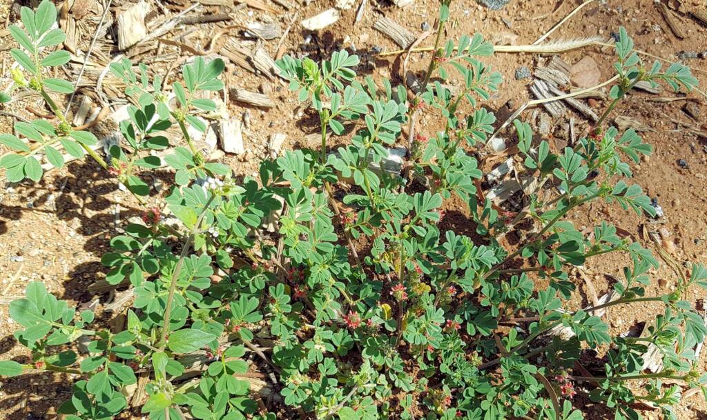 Birdsville indigo (Indigofera linnaei)