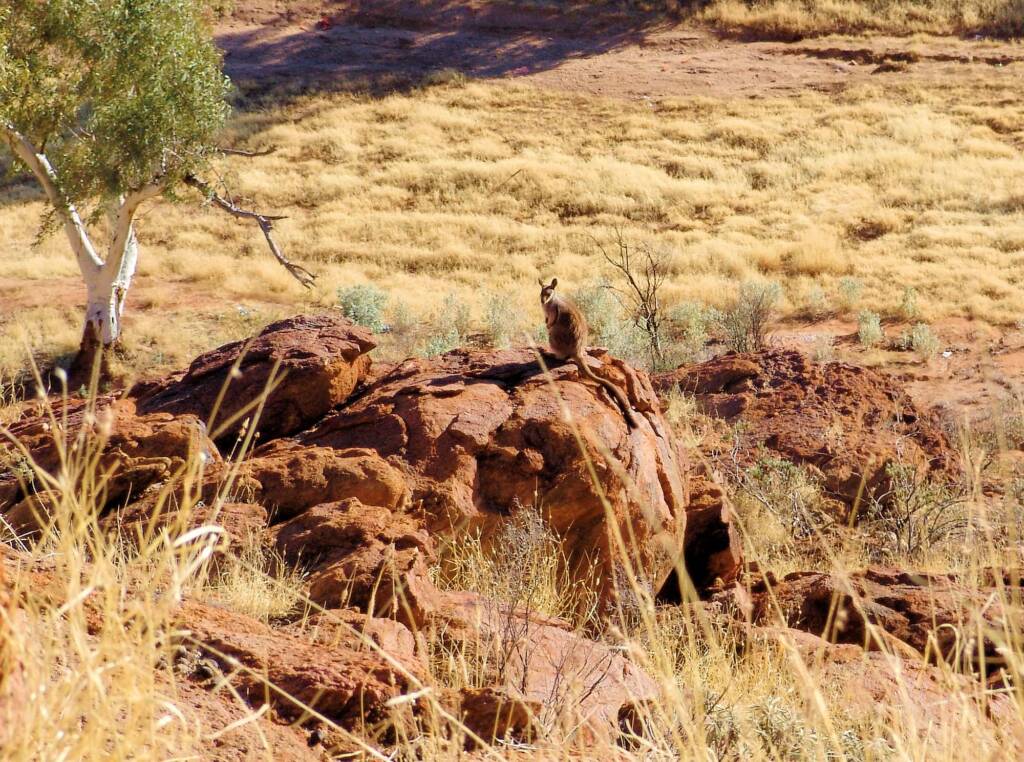 Black-footed Rock Wallaby, Olive Pink Botanic Garden
