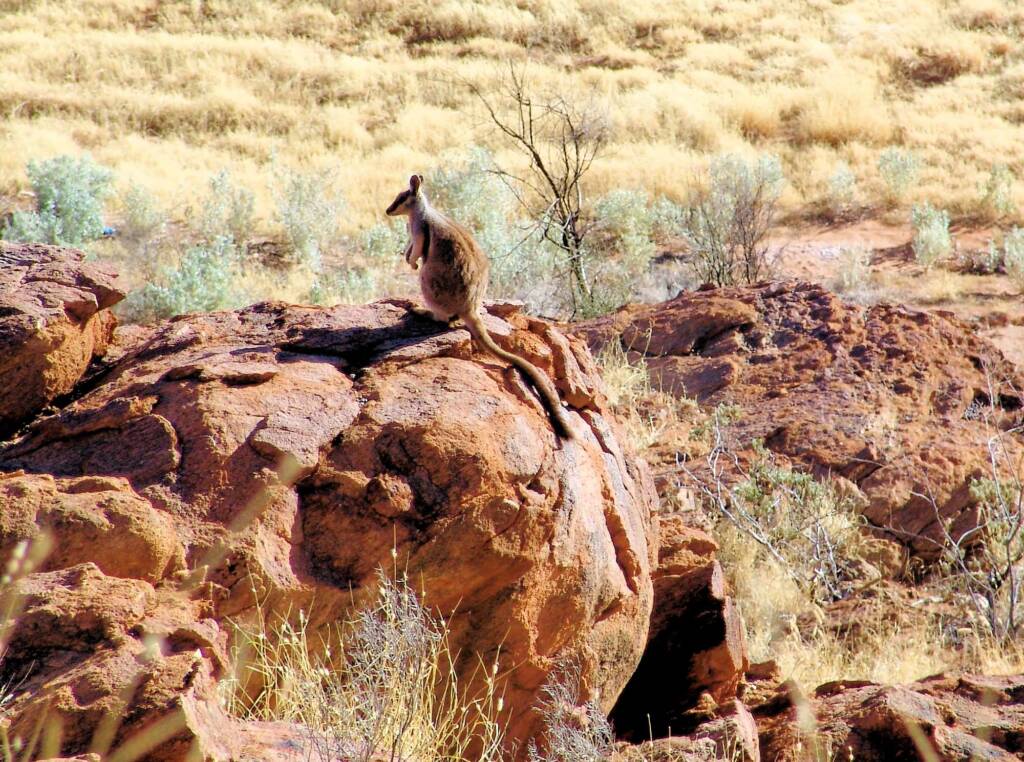 Black-footed Rock Wallaby, Olive Pink Botanic Garden