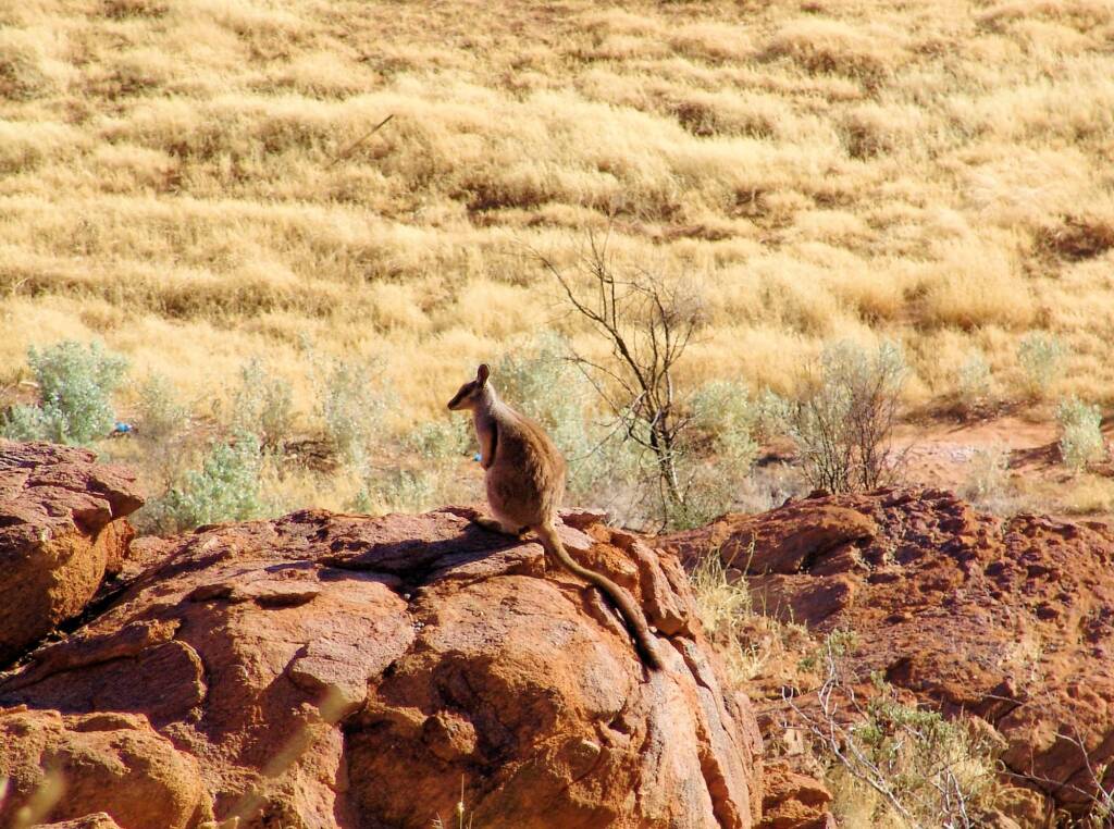 Black-footed Rock Wallaby, Olive Pink Botanic Garden