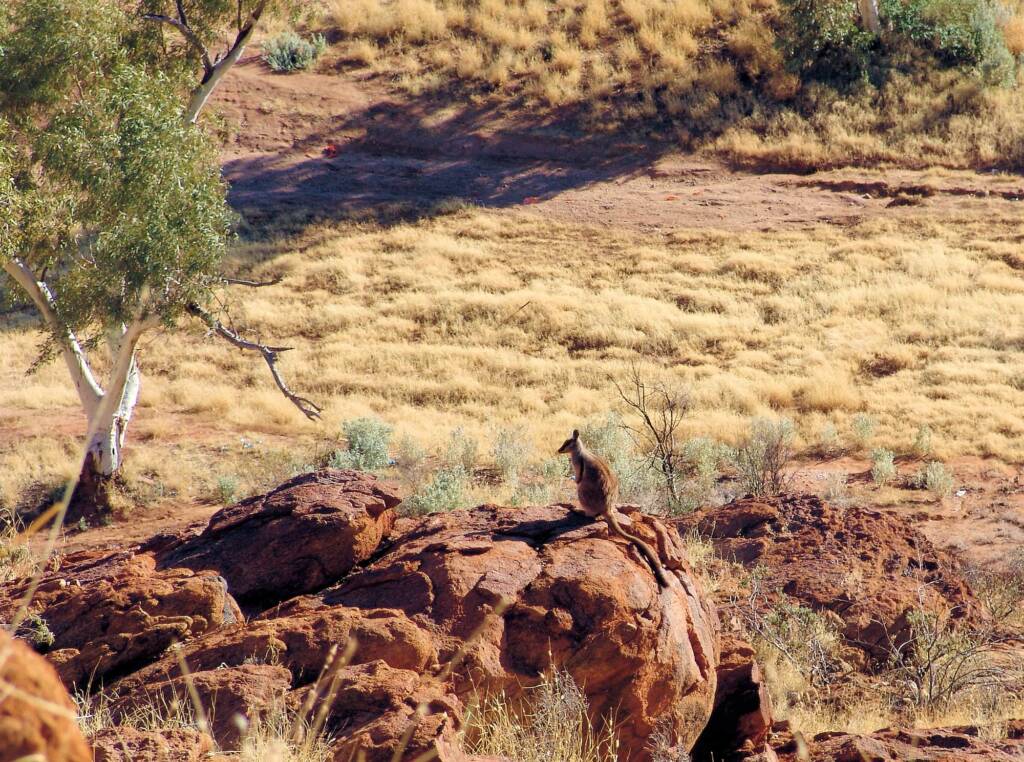 Black-footed Rock Wallaby, Olive Pink Botanic Garden